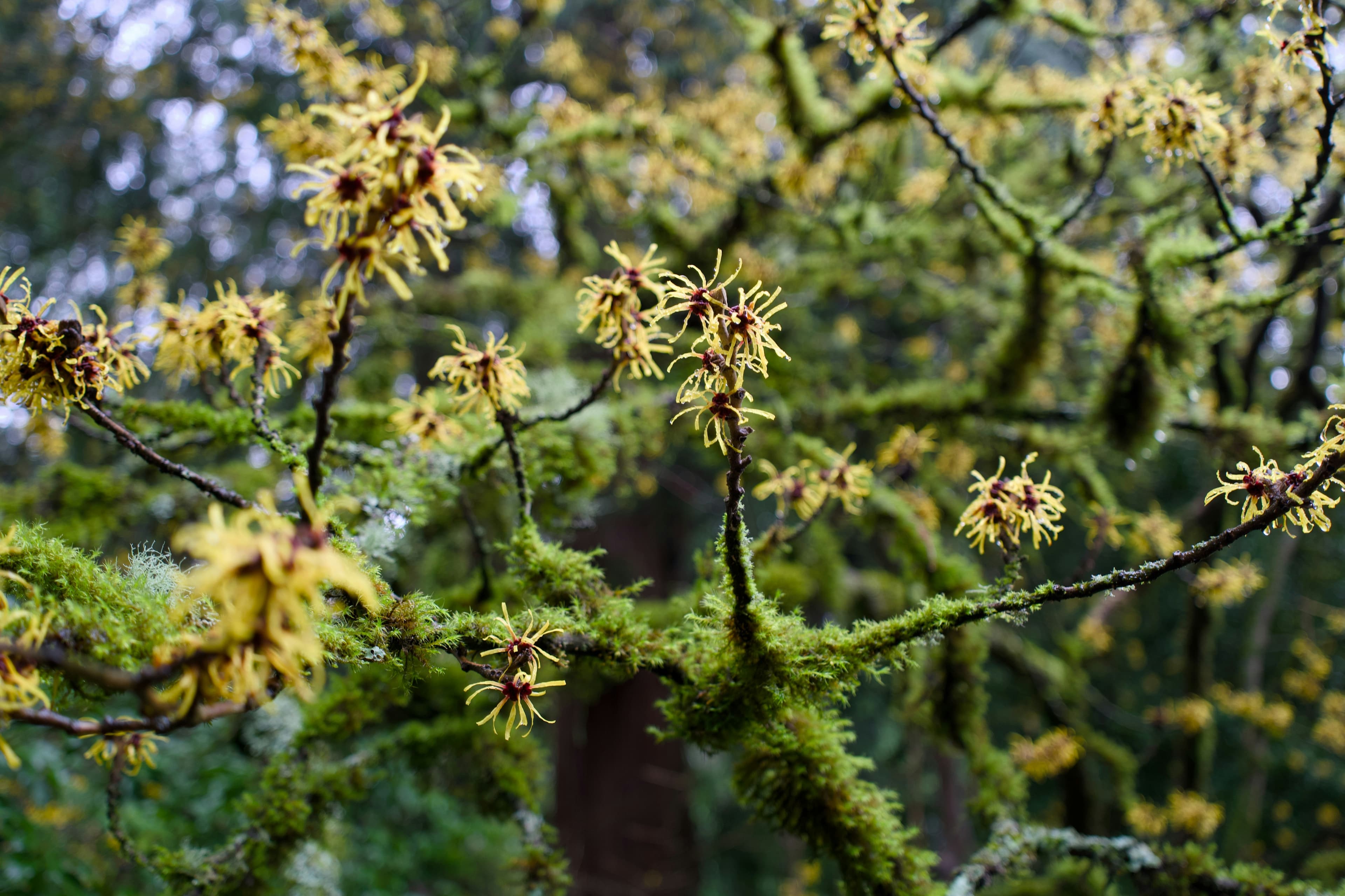 Cover Image for Hazelnuts